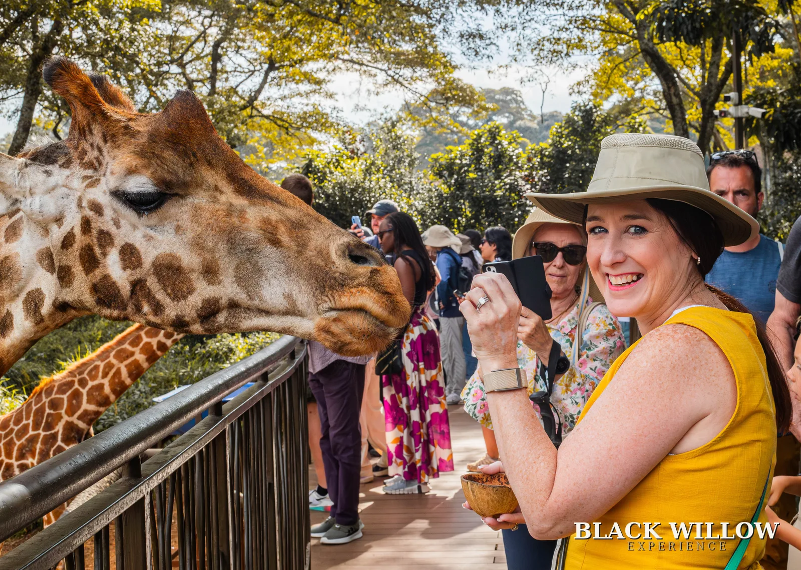 A Black Willow guest photographing a giraffe at eye level, Giraffe Centre Nairobi