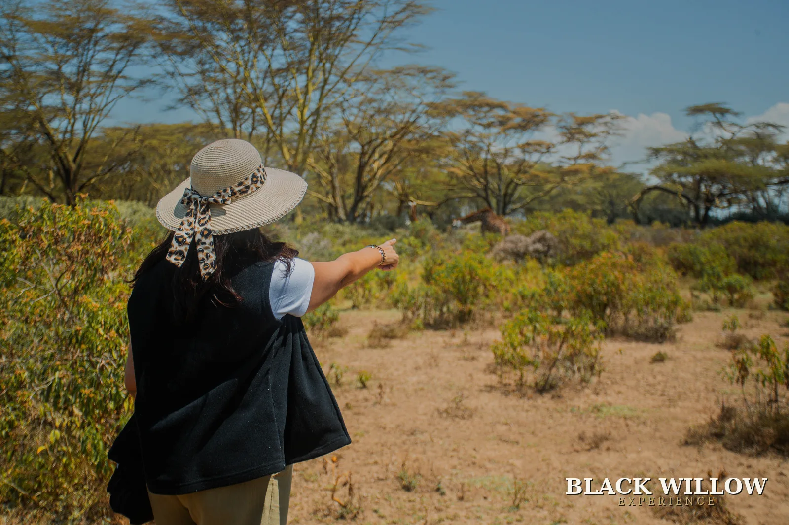 A Black Willow guest spotting giraffe among the acacias