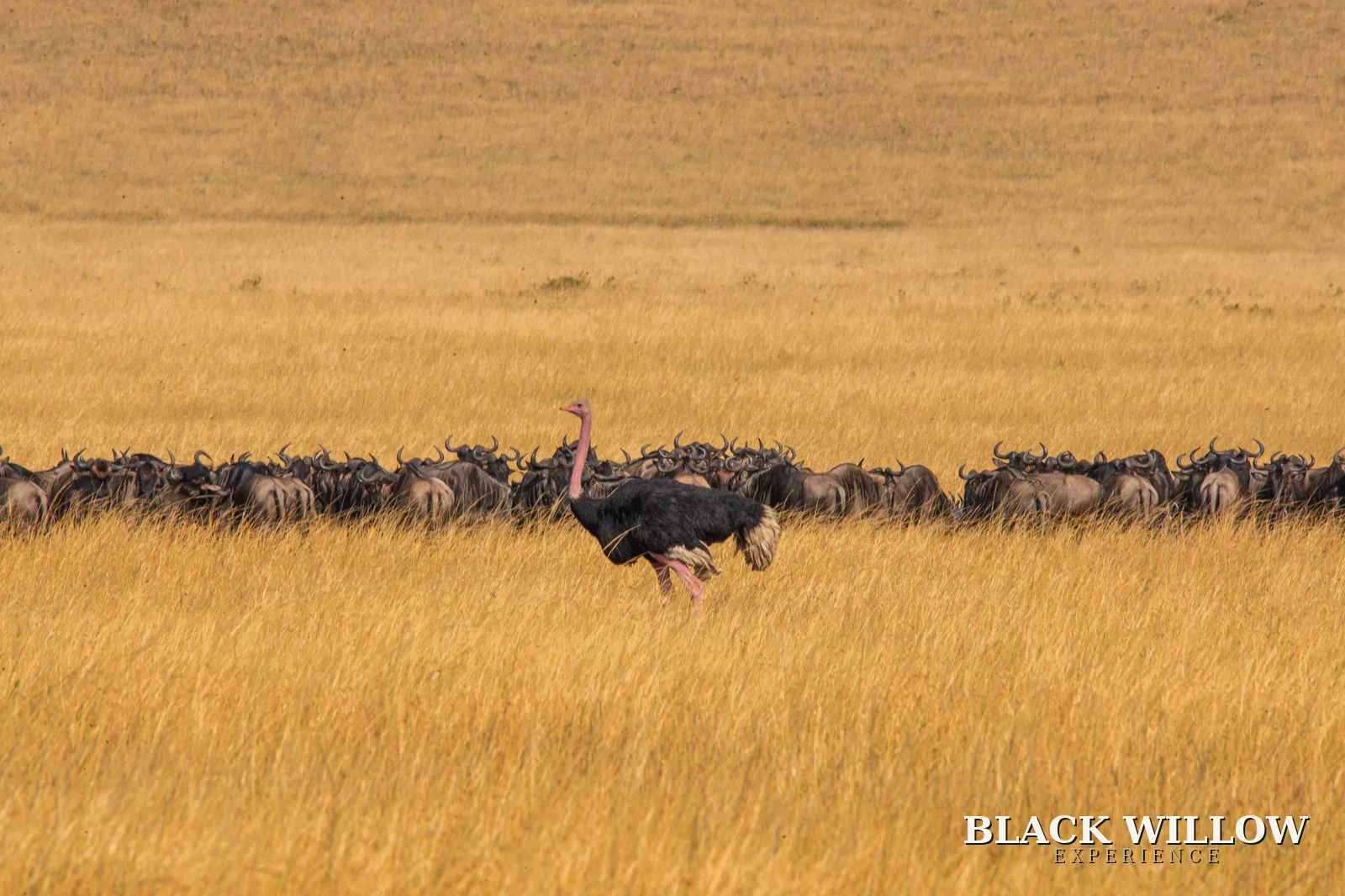 An ostrich striding past wildebeest lines in golden grass