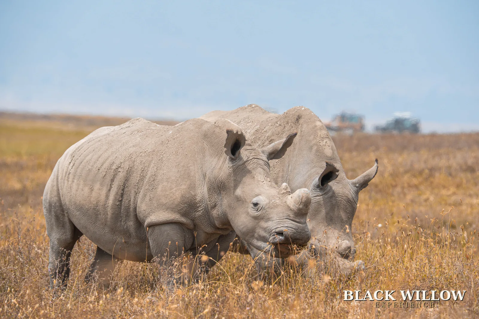 Two white rhinos grazing side by side