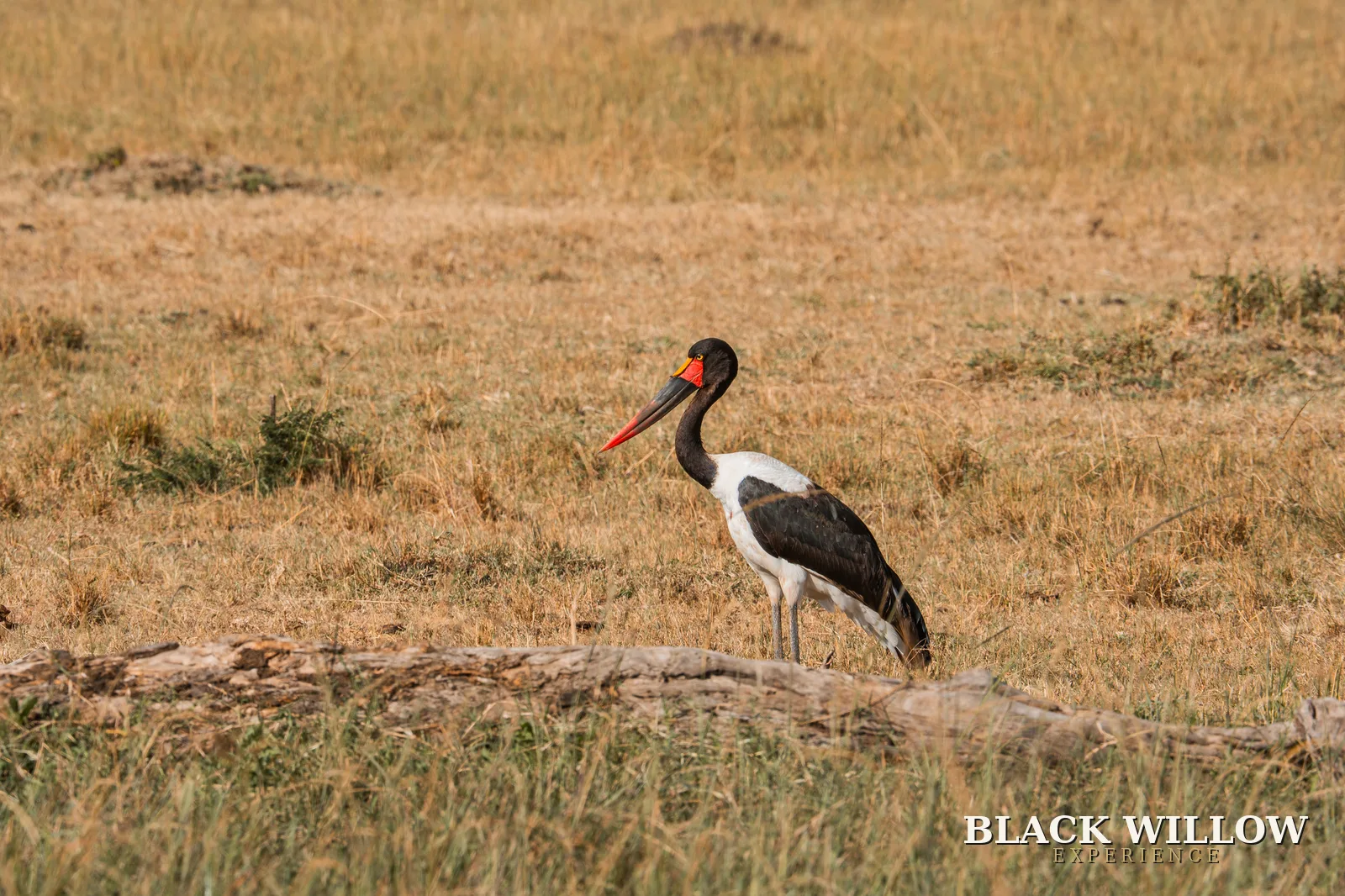 A saddle-billed stork stalking the grasslands