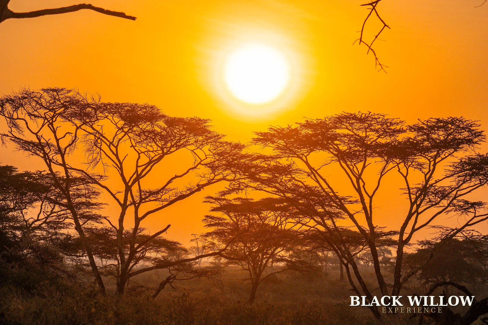 Acacia trees against a burning sunset, photographed by Black Willow
