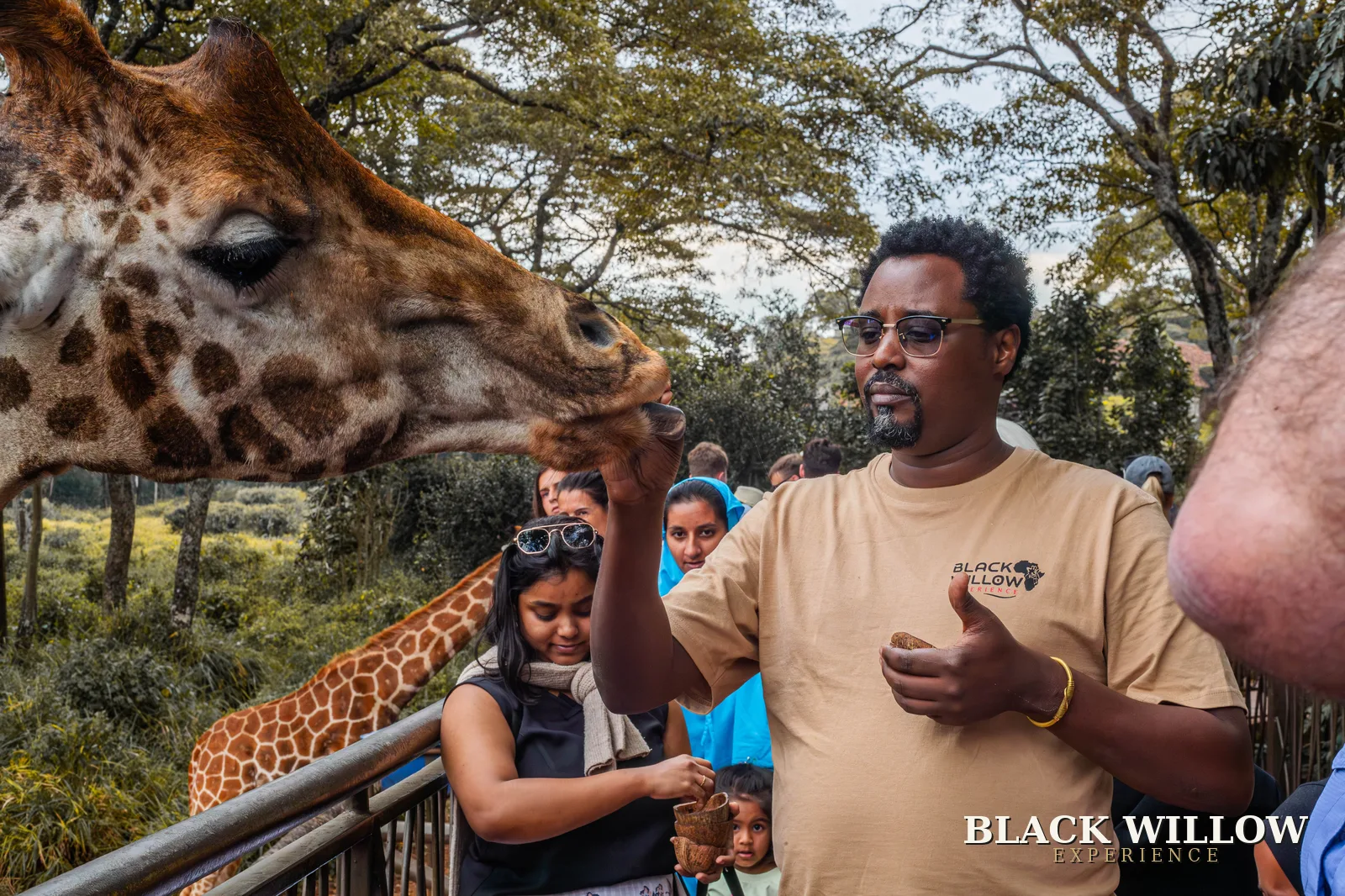 A Black Willow Experience team member feeding a giraffe with guests