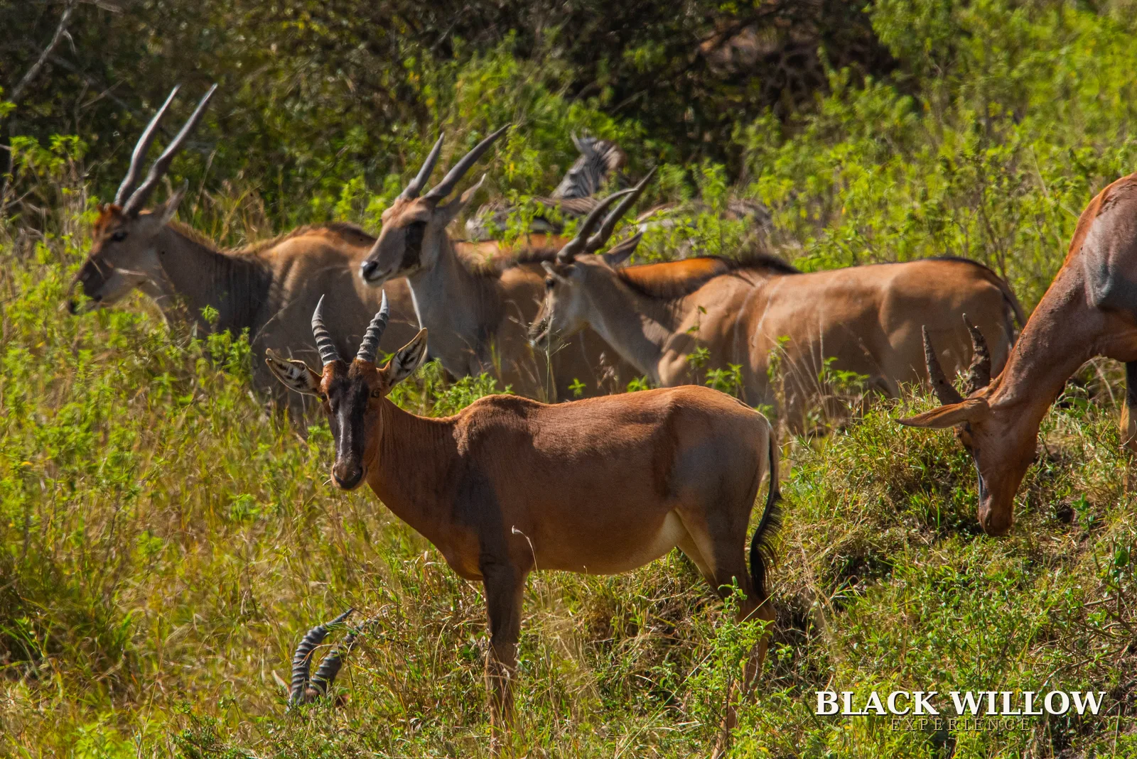 Topi and eland herds in green bush