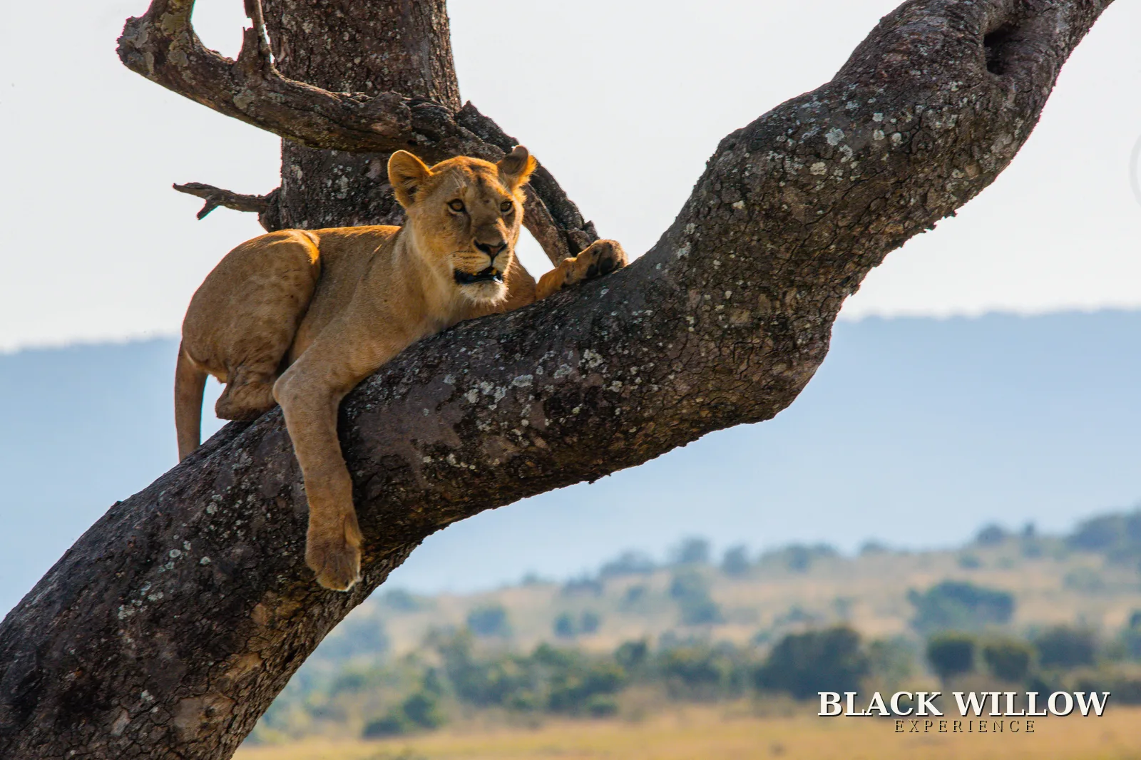 A young tree-climbing lion resting on a branch, Lake Manyara’s famous sight