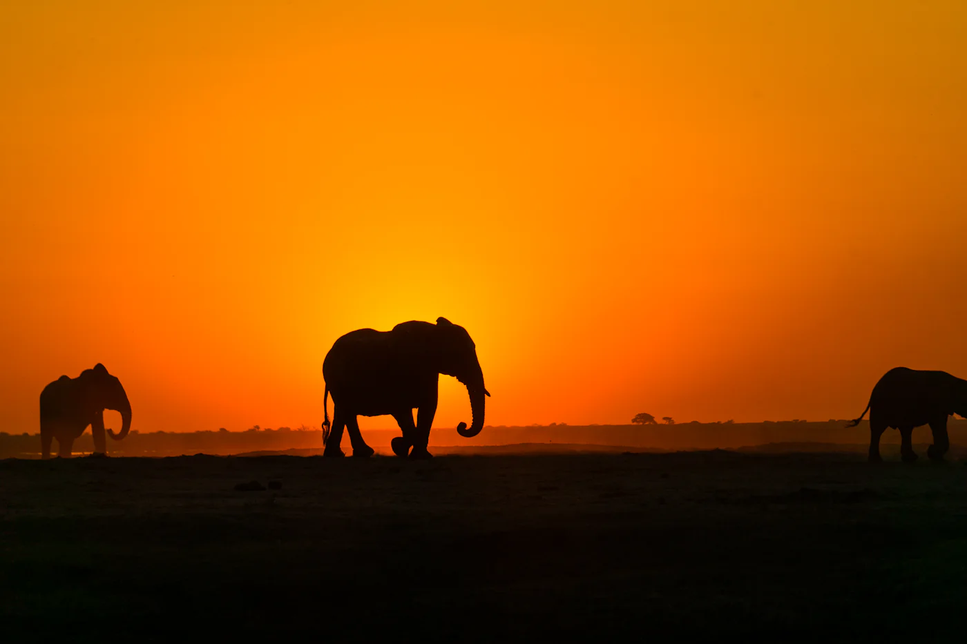 Elephants silhouetted against an orange river sunset