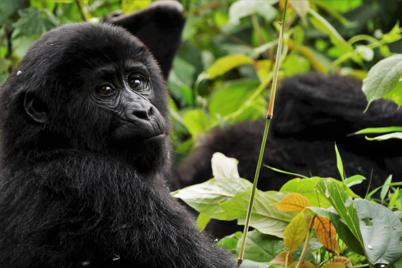 A mountain gorilla in dense foliage