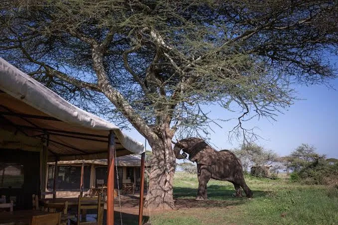 An elephant browsing beside the mess tent at a Serengeti camp