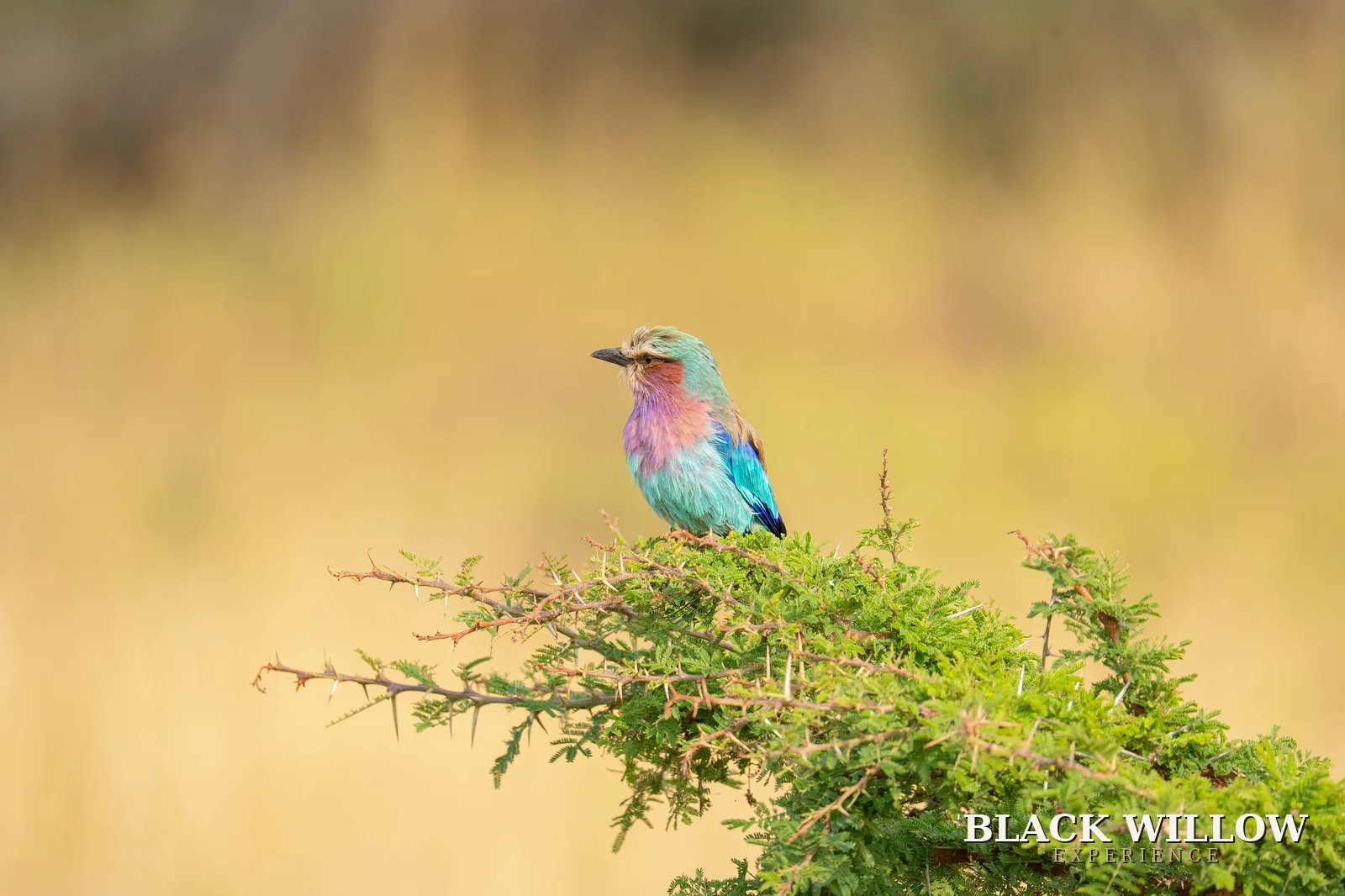 A lilac-breasted roller perched on an acacia branch in Tarangire National Park