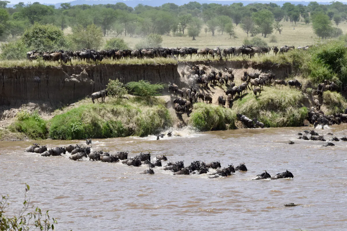 Wildebeest crossing a river during the Great Migration