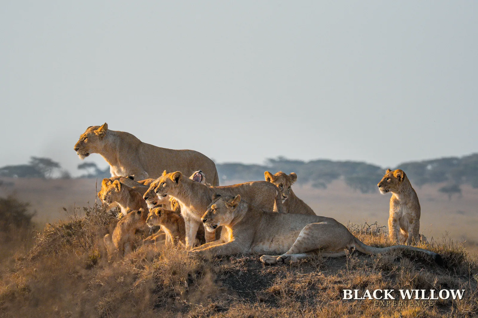 Open Serengeti plains under a wide sky