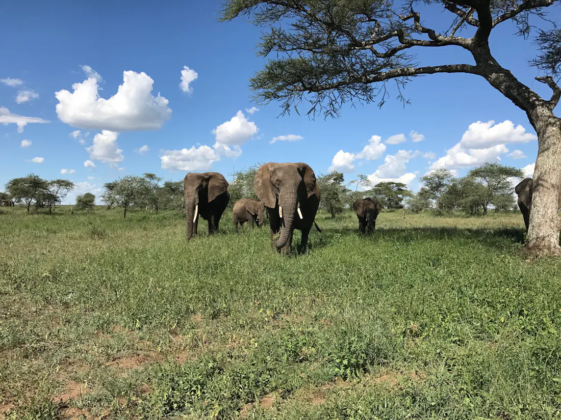 Elephants gathered beneath a giant baobab tree in Tarangire