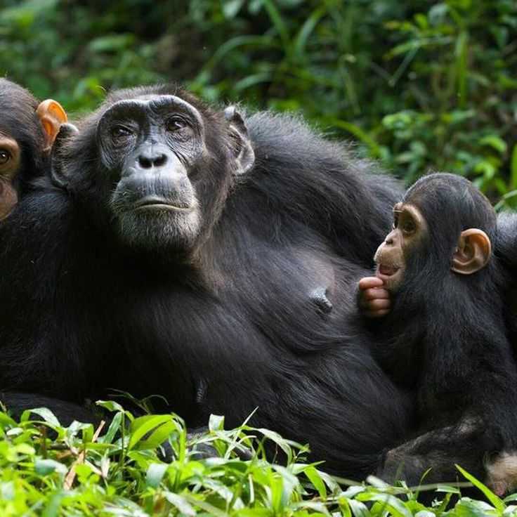 Kibale Forest National Park