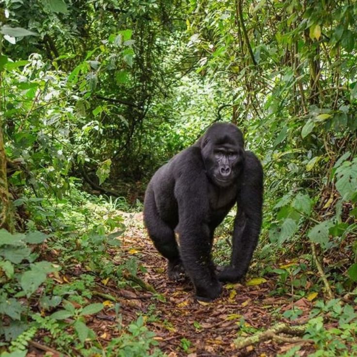 Bwindi National Park