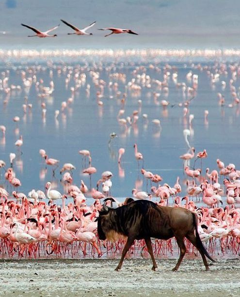 Lake Manyara National Park