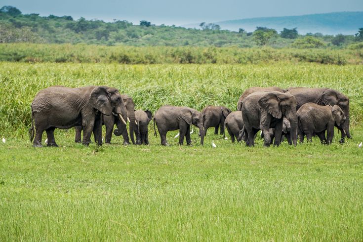 Akagera National Park