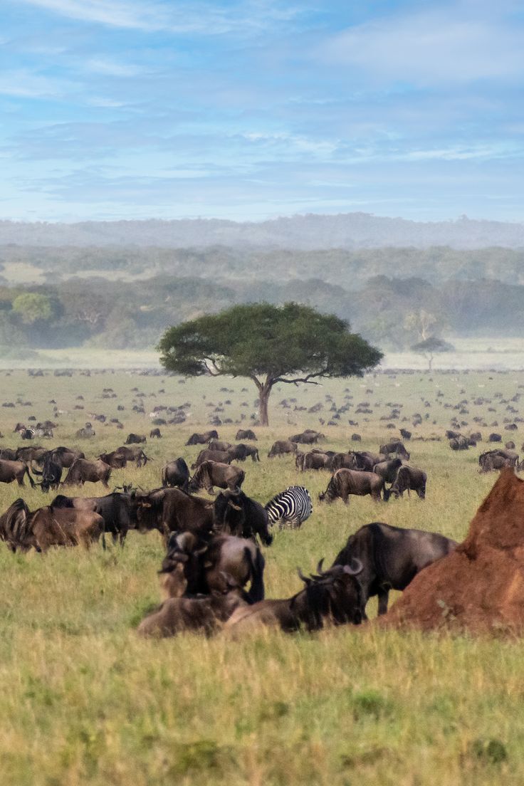 Serengeti National Park